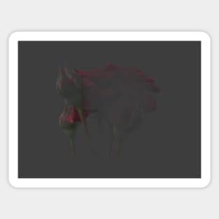 Obscured memory of roses Sticker